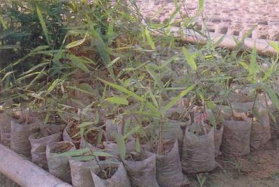 Polybag seedlings of broom-grass.