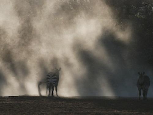 Bachelor stallions after an afternoon dust bath.