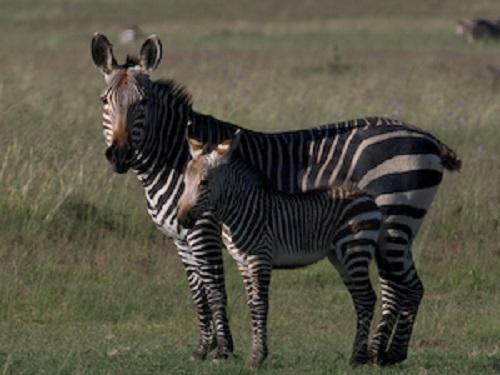 Cape mountain zebra mare and foal.