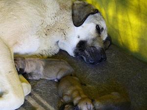 1 day old pups.