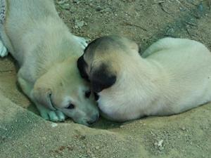 Mishke pups.