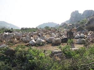 Cattles in the scrub forest, Koppal, Karnataka.