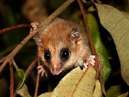 Dromiciops in olivillo tree.