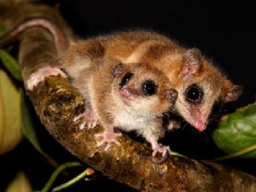 Dromiciops mother and pup.