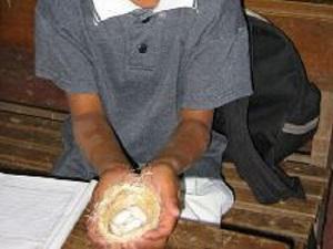Environmental education activities.