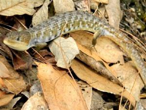 Texas alligator Lizard (Gerrhonotus liocephalus).