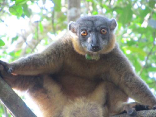 Eulemur collaris, female.