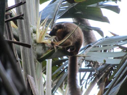 Male of Eulemur collaris feeding on Ravenala flowers.