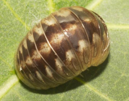 Peplomeris species have been found in northern Vietnam.