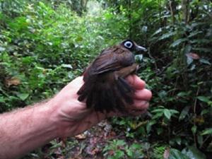 Hairy Crested Antbird captured in mist net during avian survey.