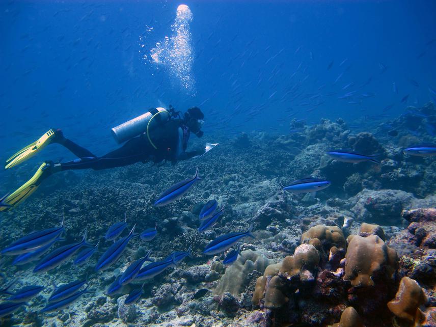 Underwater fish transects.