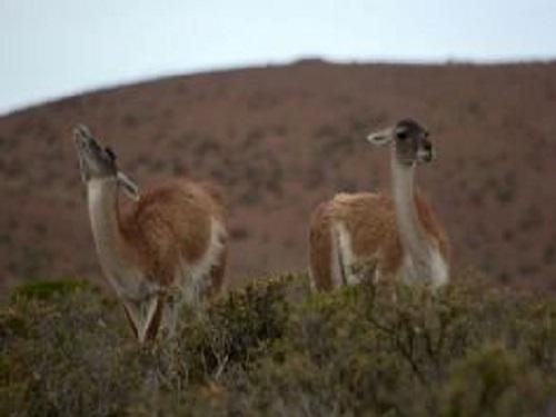 Alpha male and female in Cabo Dos Bahías Reserve.