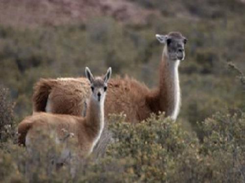Guanacos.