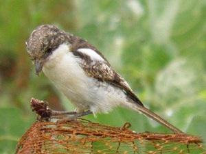 Common Fiscal feeding on an insect.