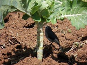 Slaty White-eyed Flycatcher removing pest from Kale.