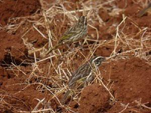 Streaky Seedeater taking weed seeds.