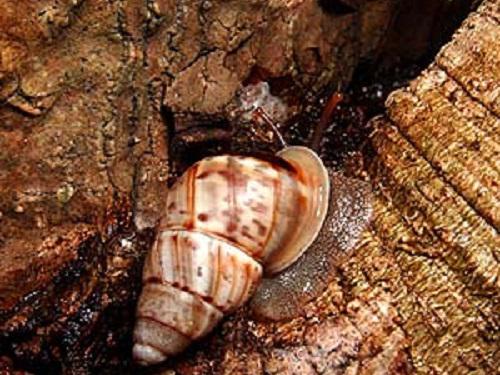 Btrifasciatus.