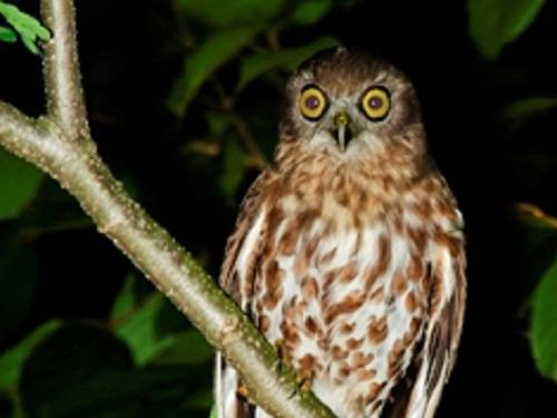 Brown Hawk Owl. © Udayan Borthakur.