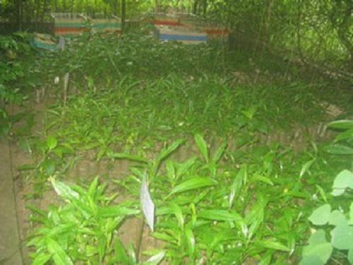 Medicinal seedlings in nursery.