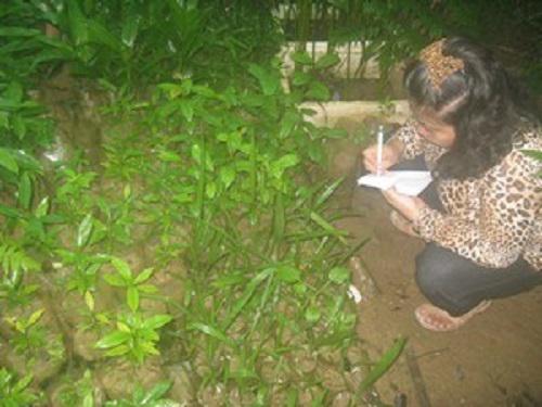 Survey the seedlings in nursery.