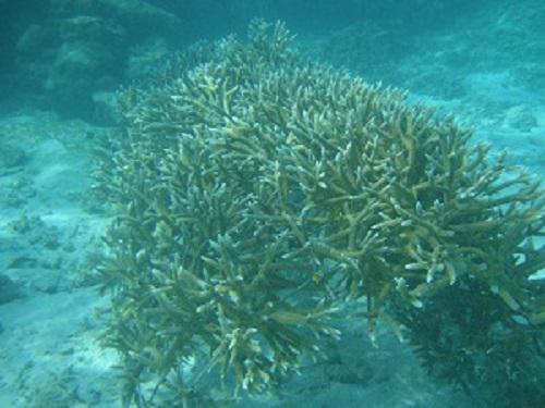 Coral.