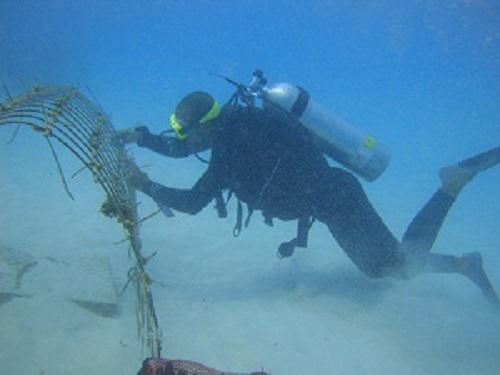 Coral restoration program.