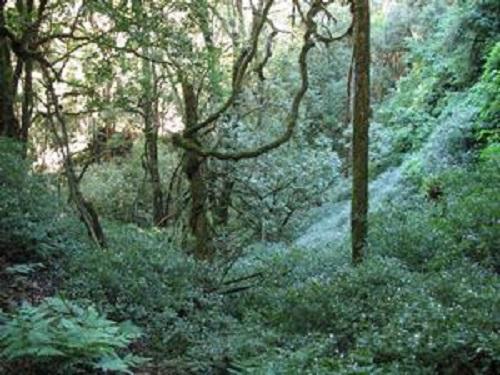 Gibbon habitat in Yongde Daxueshan NNR.