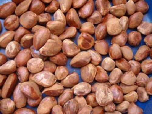Washed and dried Allanblackia seeds.
