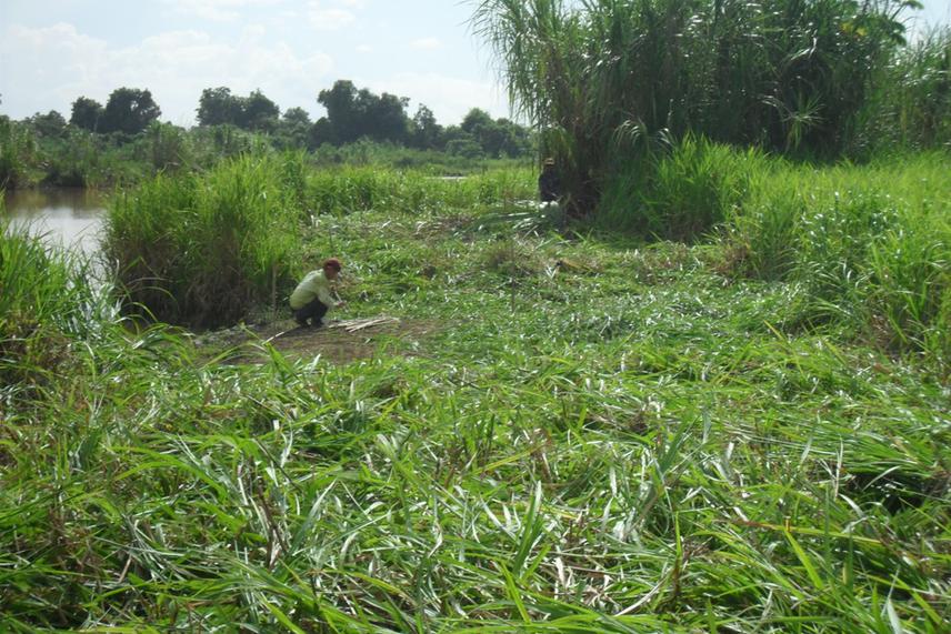 Clearing the banks of Polochic river