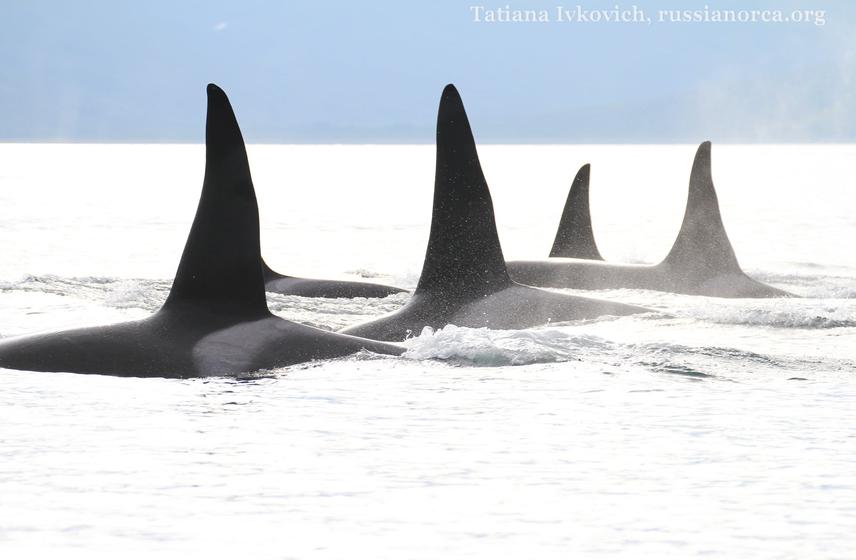 © Tatiana Ivkovich, russianorca.org