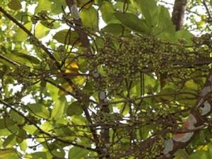 Ficus hispida. © Navendu Page