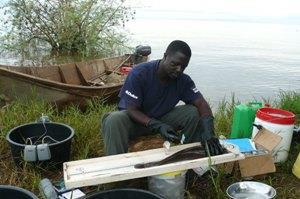 Mbalassa tagging Clarias specimens.