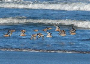 Calidris canutus.