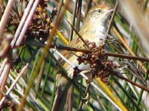 Spartonoica maluroides grassland bird found in the vegetated dunes at Coronel Dorrego. Species is listed as vulnerable by national categorization.