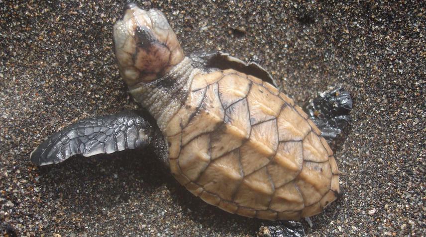 Hawksbill Hatchling.
