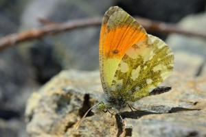 Anthocharis gruneri, a new species for Serbian fauna