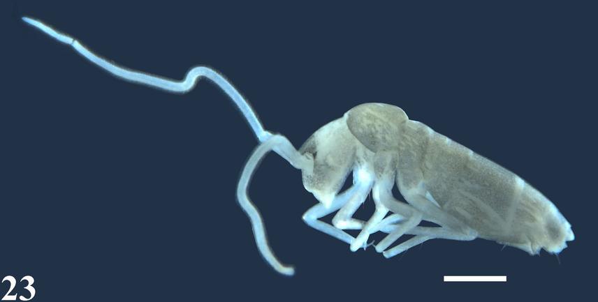 Plutomurus pichkhaiai sp. nov. Habitus, from Letsurtsume Cave (bar 0.5mm).