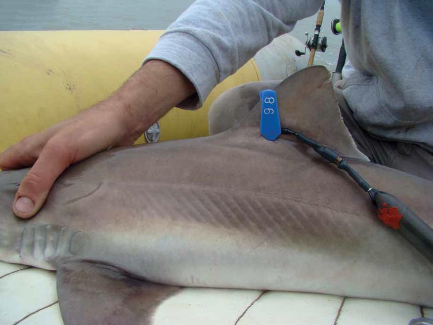 G galeus female tagged.