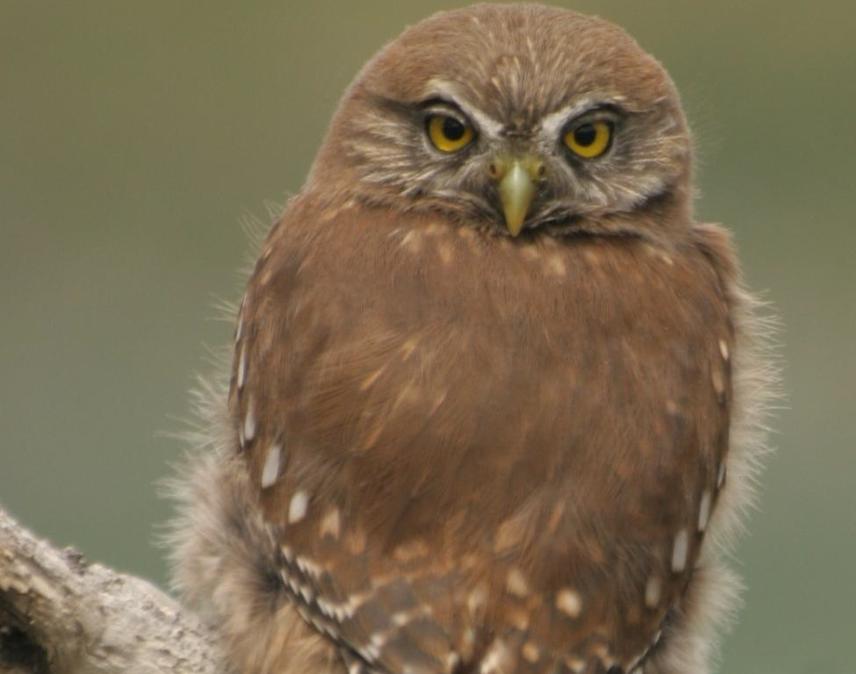 Chuncho (Glaucidium nana).