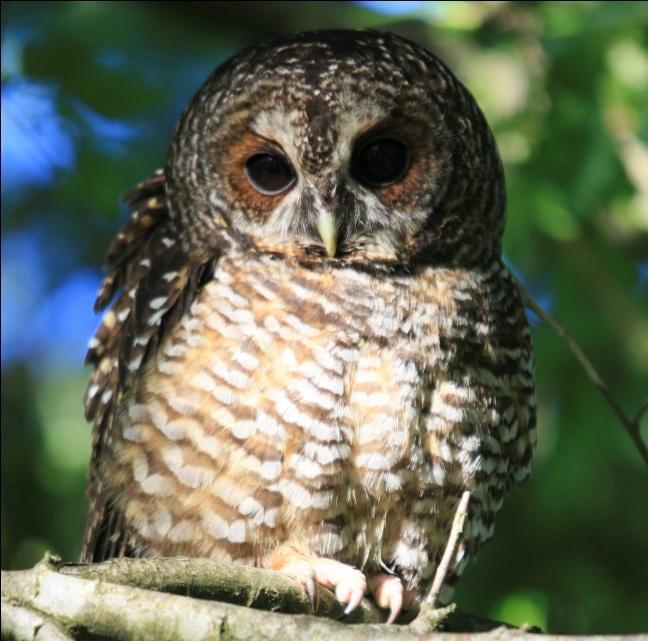 Concón (Strix rufipes).