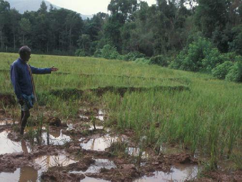 9527-1Crop raiding..jpg
