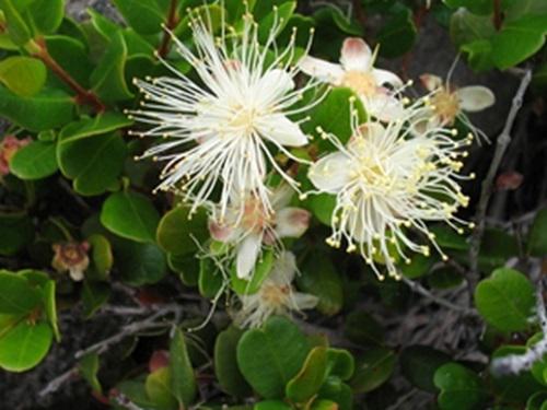 Flowers of M. coquimbensis.