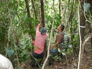 Learning how to identify trees in a tropical forest.