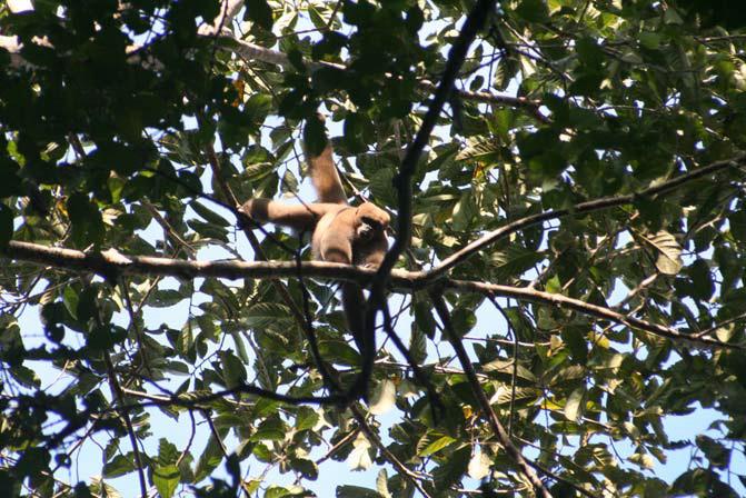 The Woolly Monkey Project. © Noga Shanne.