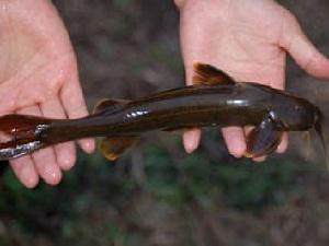 A catfish (Glyptothorax cf. striatus) from a tributary of Mangde Chu.