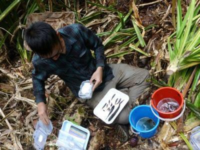 Processing fish samples in the field. Fish caught had to be euthanised using a chemical agent (MS222) approved by the university ethics board.