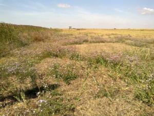 Rusanda (Halophytic pasture). ©Milica Petrovic.
