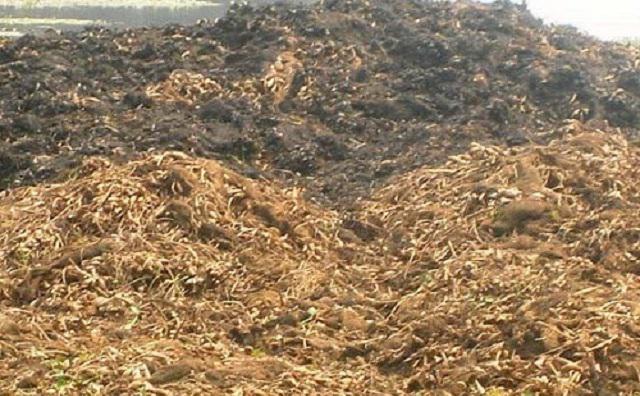 Hyacinth compost.