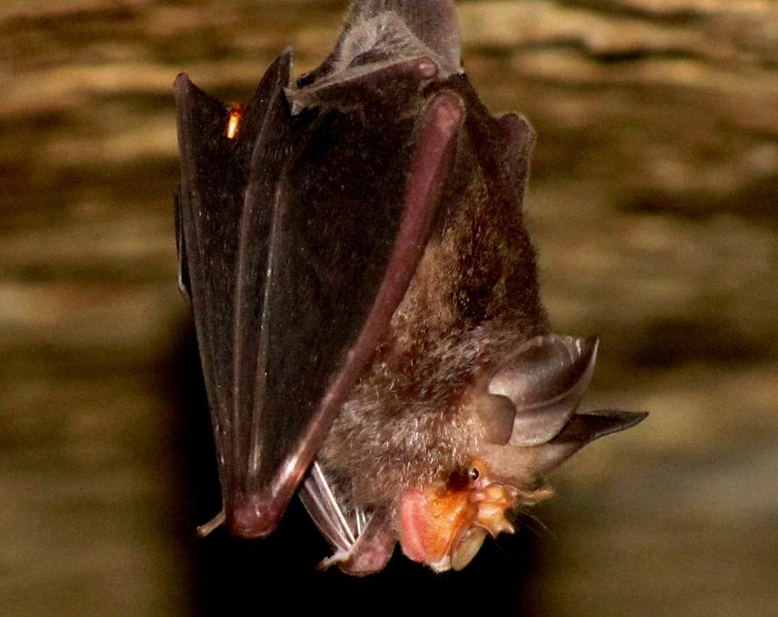 Insectivorous bats such as the Blyth’s Horseshoe Bat can be encountered in forest caves. © Kadambari Deshpande