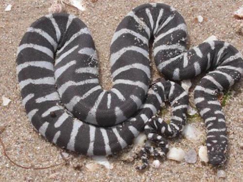 Acrochordus granulatus.